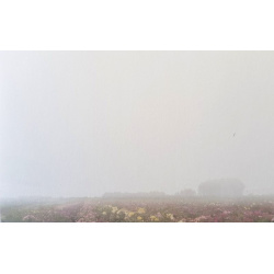 Carte remerciement décès champ fleurs et bosquet en filigrane Decorte 6554