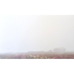 Carte remerciement décès champ fleurs et bosquet en filigrane Decorte 6455